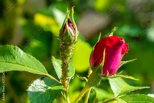 Fototapeta Naklejka Na Ścianę i Meble -  colony of aphids on a young rosebud close-up