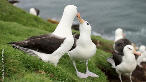 Close up of a  Black-browed Albatross courtship dance with bill circling and head nodding, Falkland Islands.
