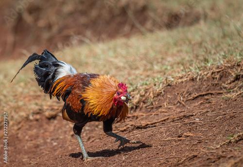 Kauai Chicken