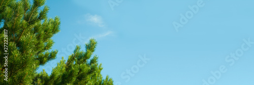 branches of cedar against the blue sky