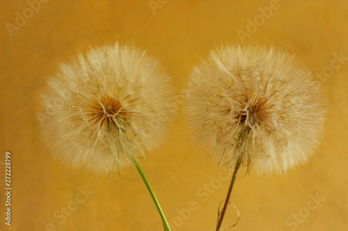 Cropped blurred shot of two big dandelion over yellow background. Beautiful nature background.Fluffy flowers  close up view.