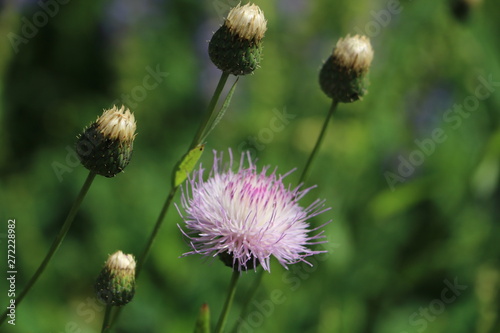 klasea bulgarica photo