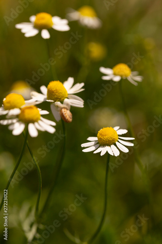 Blooming Wild Flowers Matricaria Chamomilla Or Matricaria Recutita Or Chamomile. Wild Chamomile on a summer meadow. Habitat insects.