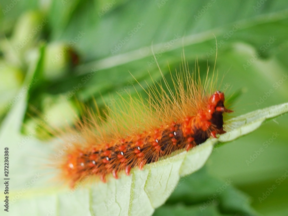 Fototapeta premium caterpillar on leaf