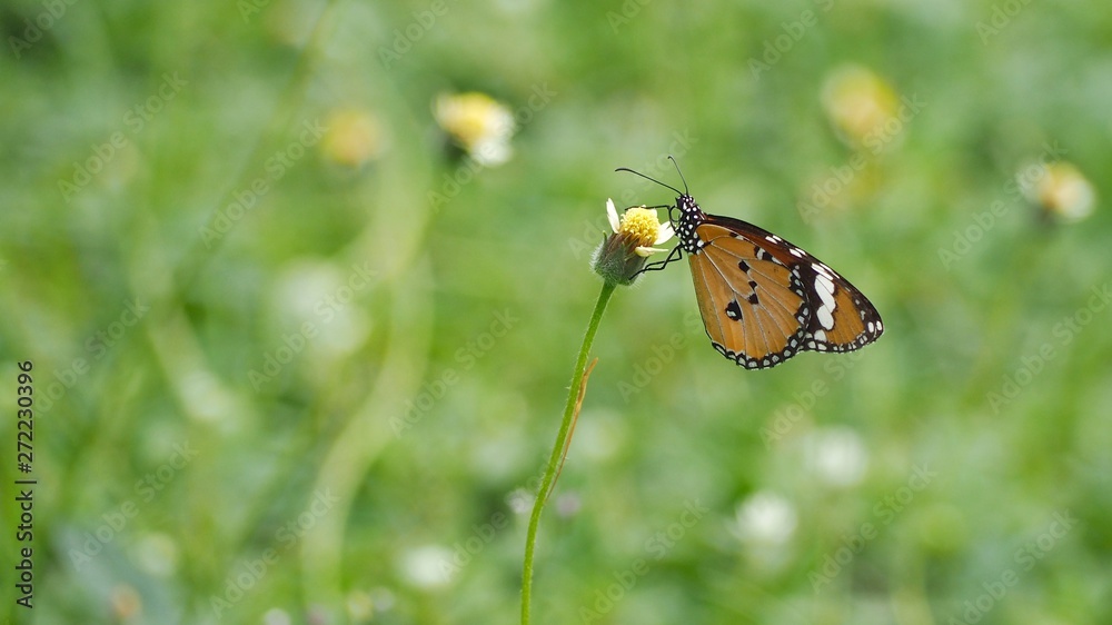 butterfly on flower butterfly on flower