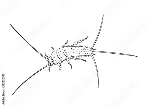 Vector illustration, isolated firebrat (Thermobia domestica) insect in black and white colors, outline hand painted drawing