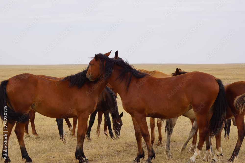 Beautiful horses grazing in the field. Stallions, mares and foals in the pasture. Stallions in the steppes of Kalmykia.