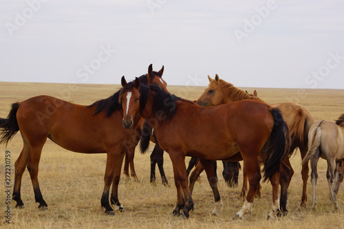 Beautiful horses grazing in the field. Stallions, mares and foals in the pasture. Stallions in the steppes of Kalmykia. © Владимир Вавилов