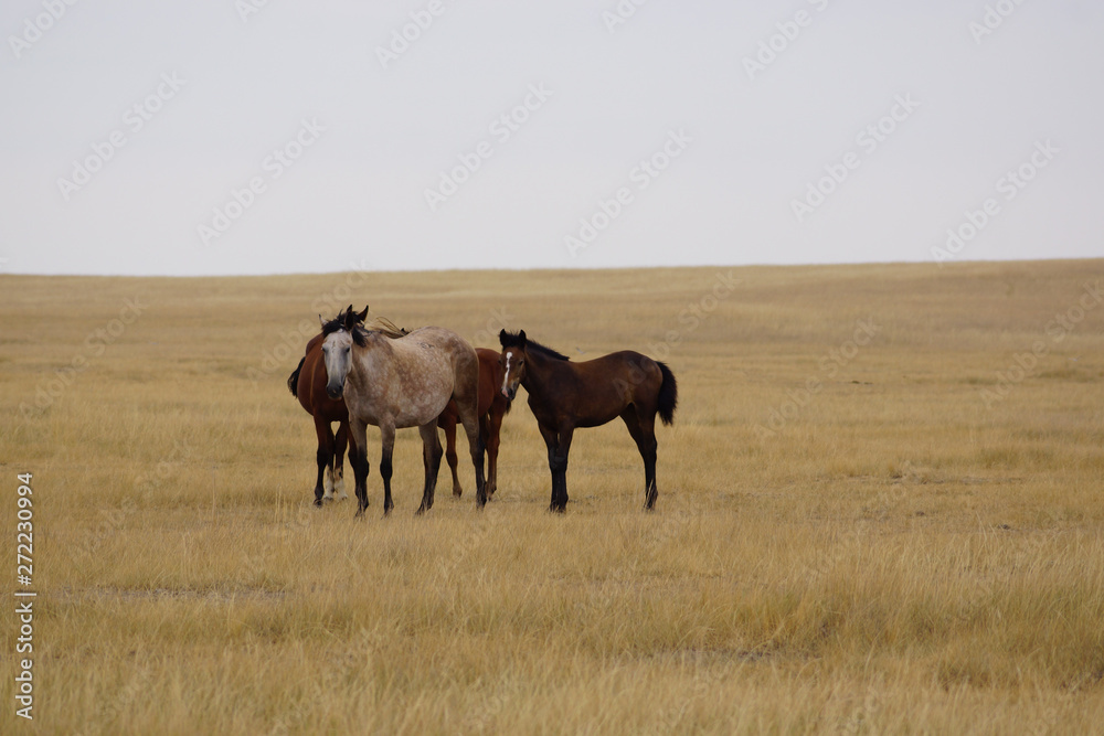 Beautiful horses grazing in the field. Stallions, mares and foals in the pasture. Stallions in the steppes of Kalmykia. Beautiful horses grazing in the field. Stallions, mares and foals in the pasture. Stallions in the steppes of Kalmykia.