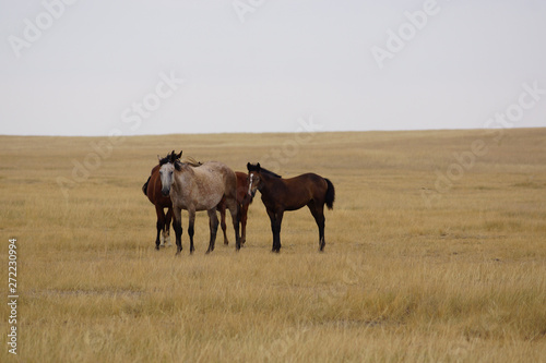 Beautiful horses grazing in the field. Stallions, mares and foals in the pasture. Stallions in the steppes of Kalmykia. © Владимир Вавилов