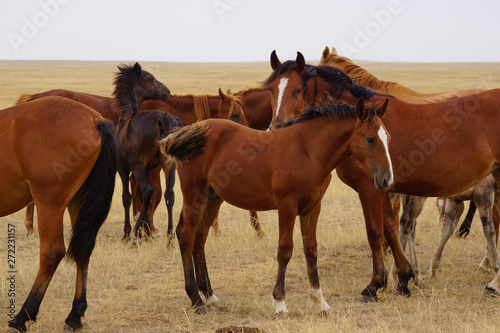 Beautiful horses grazing in the field. Stallions, mares and foals in the pasture. Stallions in the steppes of Kalmykia.