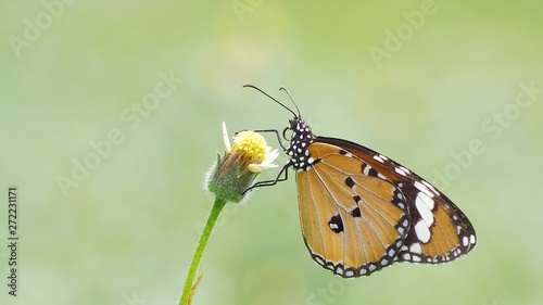 butterfly on flower © Chalermpong