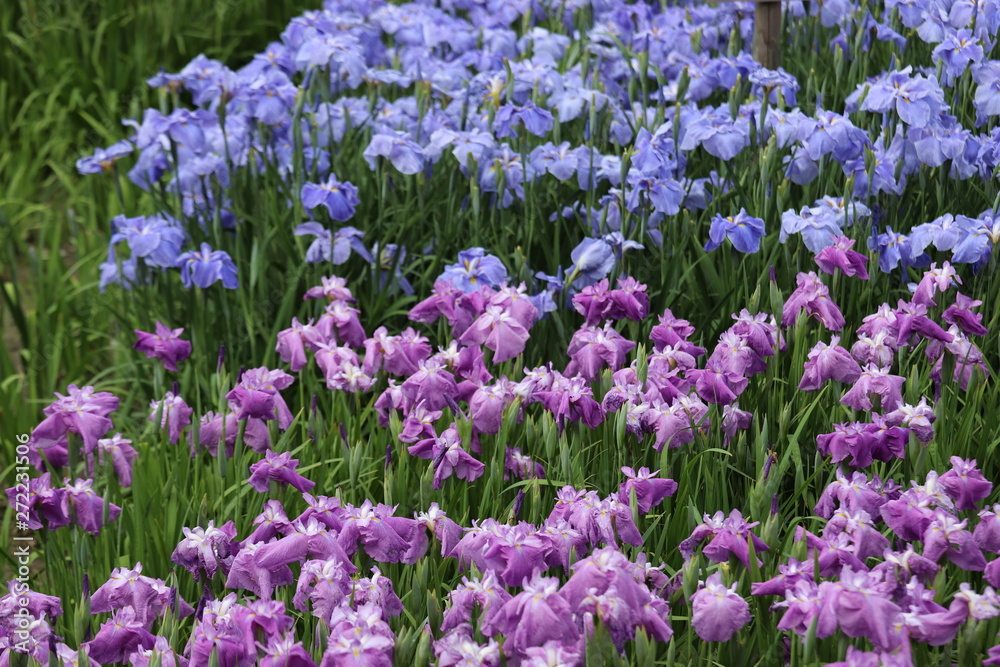 菖蒲園 菖蒲園