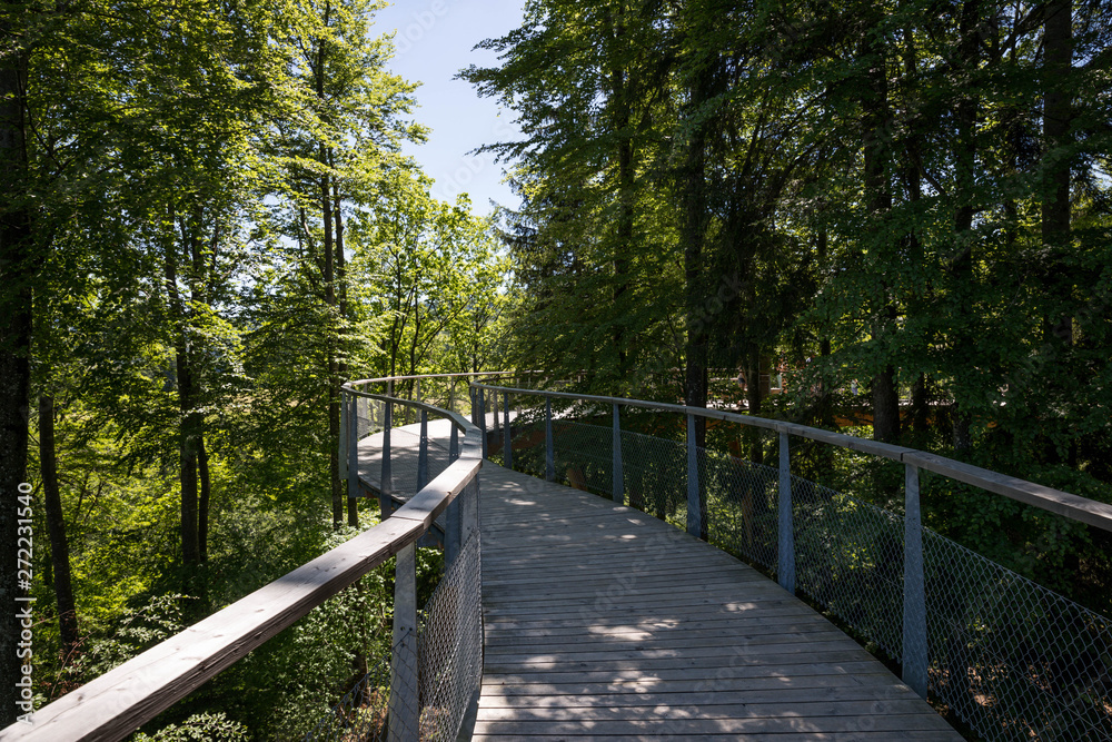 Wald mit Bäumen