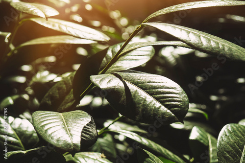 Creative layout made of leaves with paper. Flat lay. Nature concept