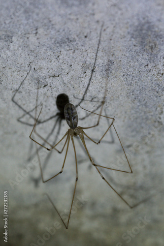 Pholcus phalangioides, also known as the longbodied cellar spider is a spider of the family Pholcidae.
