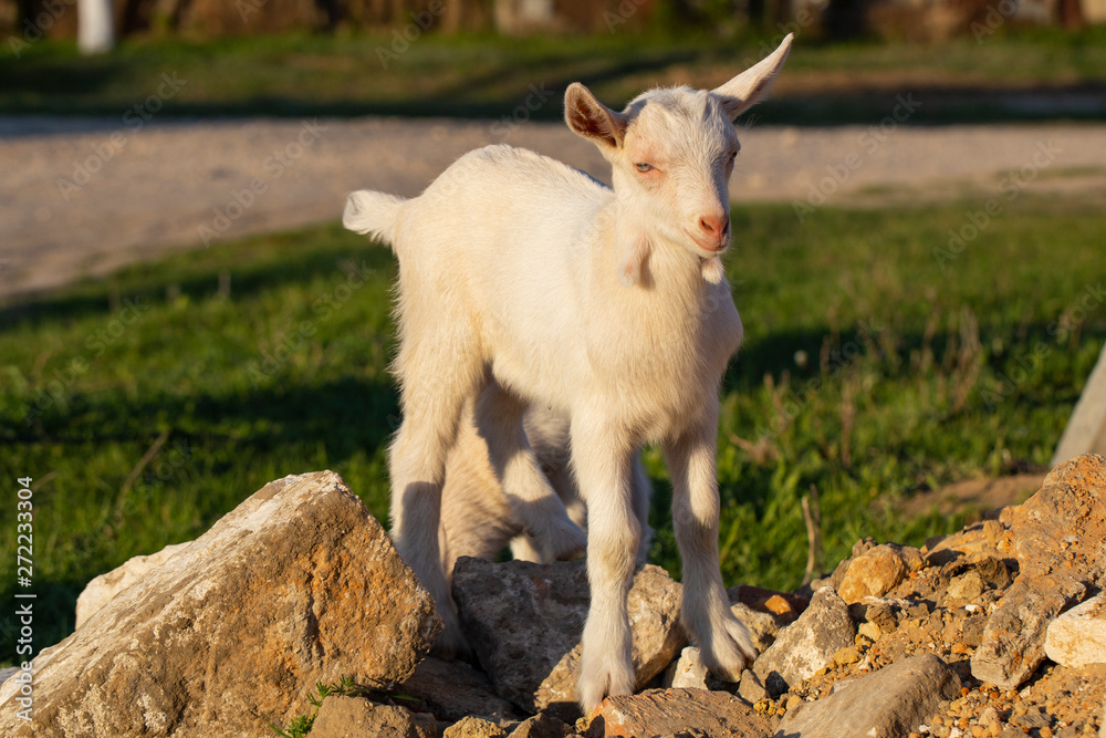 Newborn goat gets acquainted with the outside world. Breeding and growing pets. Childhood white goat in the household yard.
