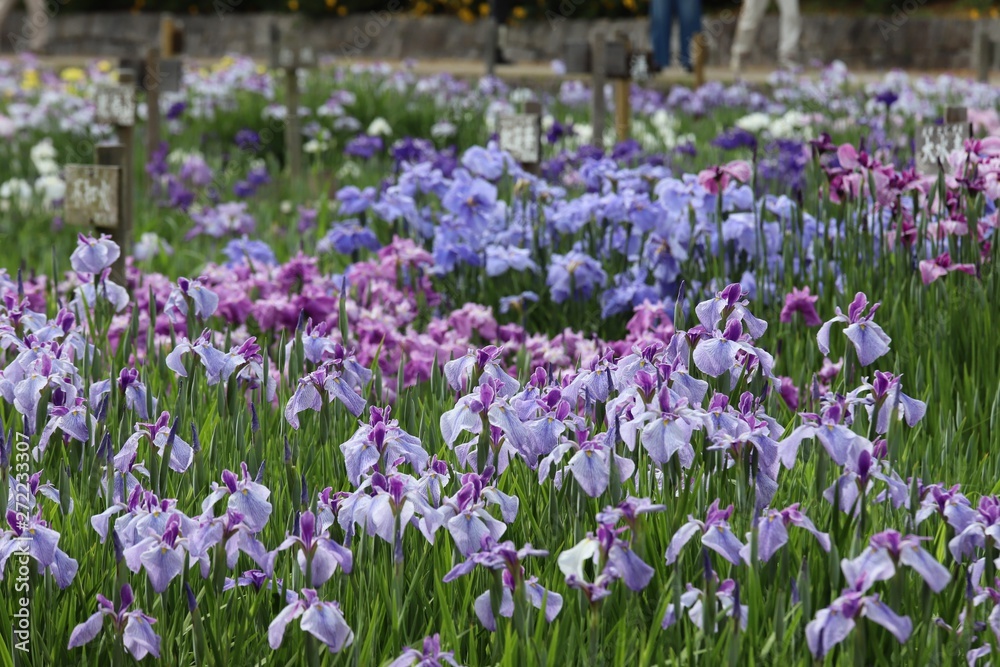 菖蒲園 菖蒲園