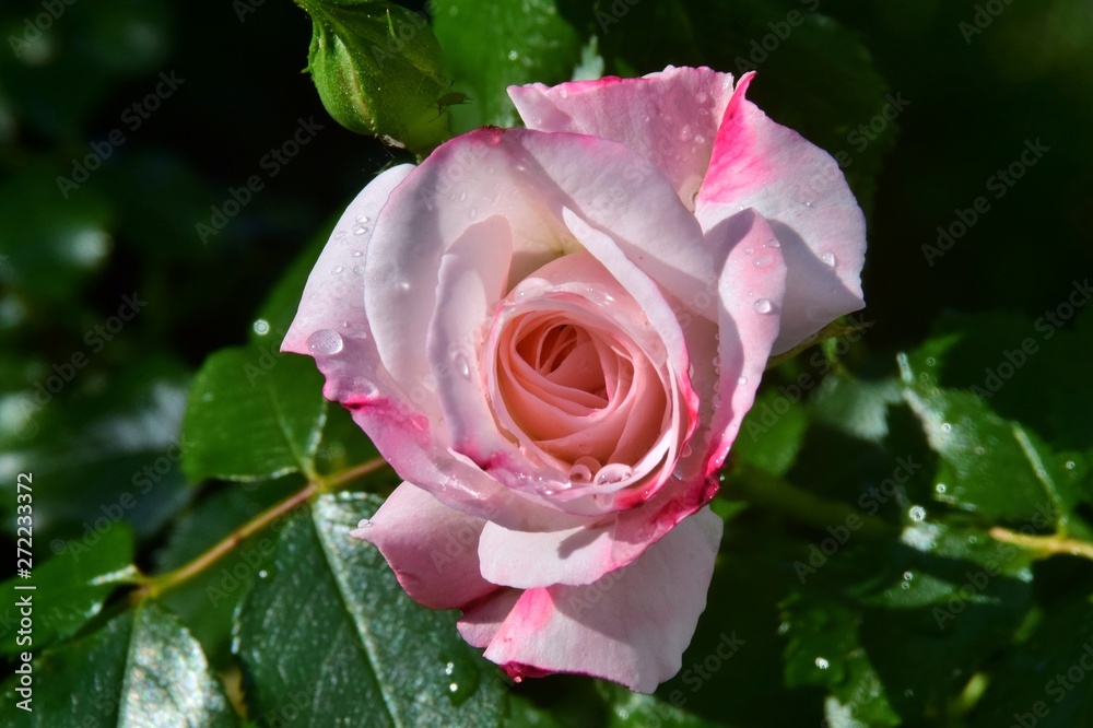 Eine rotweiße Rosenblüte mit Wassertropfen verziert Eine rotweiße Rosenblüte mit Wassertropfen verziert