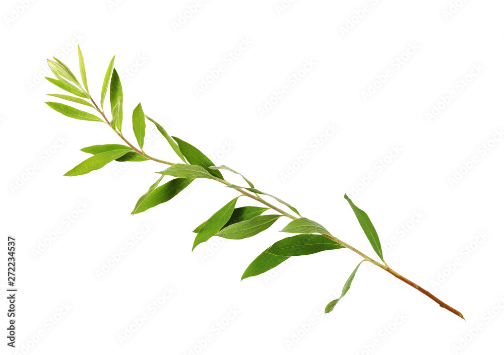 Fototapeta premium Twig of spiraea with green leaves