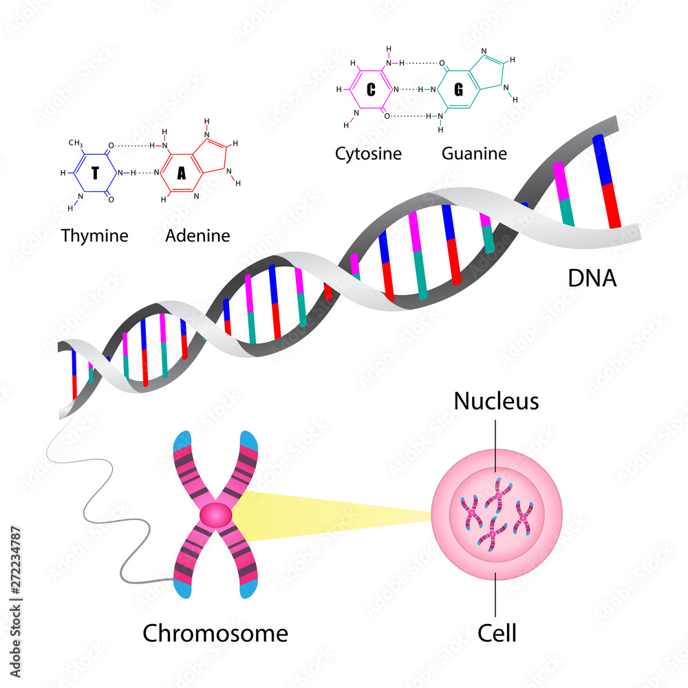 Кольцевая хромосома в митохондриях