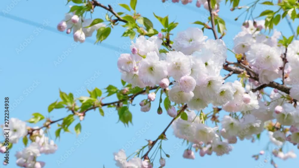 The white sakura tree fluttering in the wind against the blue sky. The flowers with vibrant natural colors are blooming in the garden on beautiful background. Close up. 4K footage. The white sakura tree fluttering in the wind against the blue sky. The flowers with vibrant natural colors are blooming in the garden on beautiful background. Close up. 4K footage.