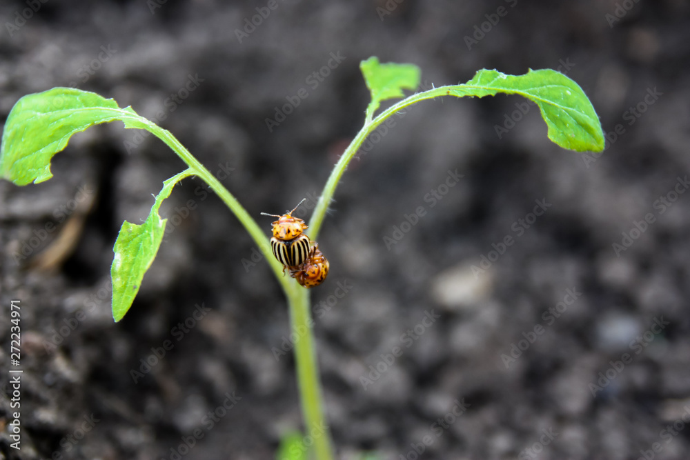 Colorado beetles sitting on a tomato plant and eating leaves, blurred background Colorado beetles sitting on a tomato plant and eating leaves, blurred background