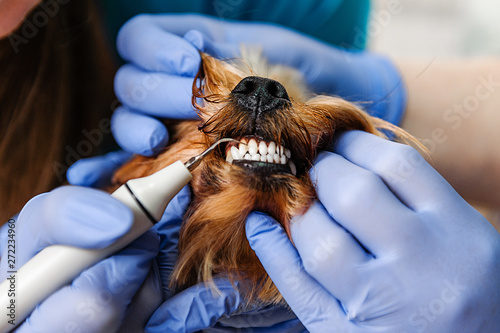 Photography Hardware cleaning teeth of dogs from tartar