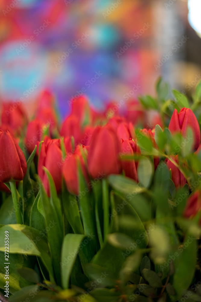 Fototapeta premium Flower garden, Netherlands, , a close up of a flower