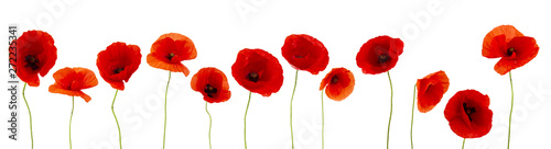 Beautiful poppies flowers on white background