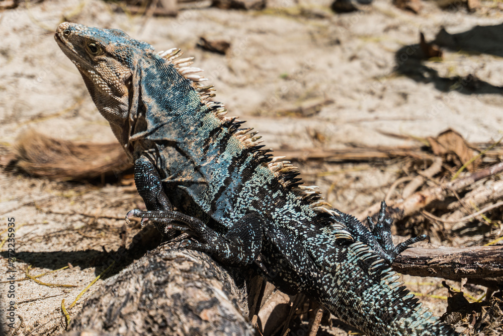 Iguana w kostarykańskim parku narodowym Manuel Antonio Iguana w kostarykańskim parku narodowym Manuel Antonio