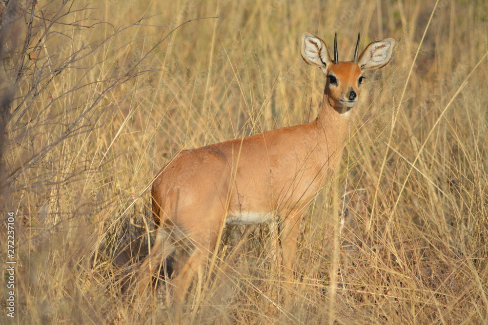 Fototapeta premium BOTSUANA (safari fotografico)
