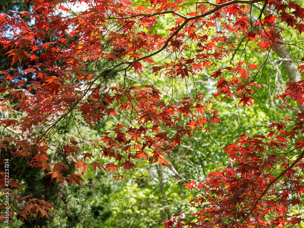 Roter Fächerahorn (Acer palmatum atropurpureum 'Bloodgood')