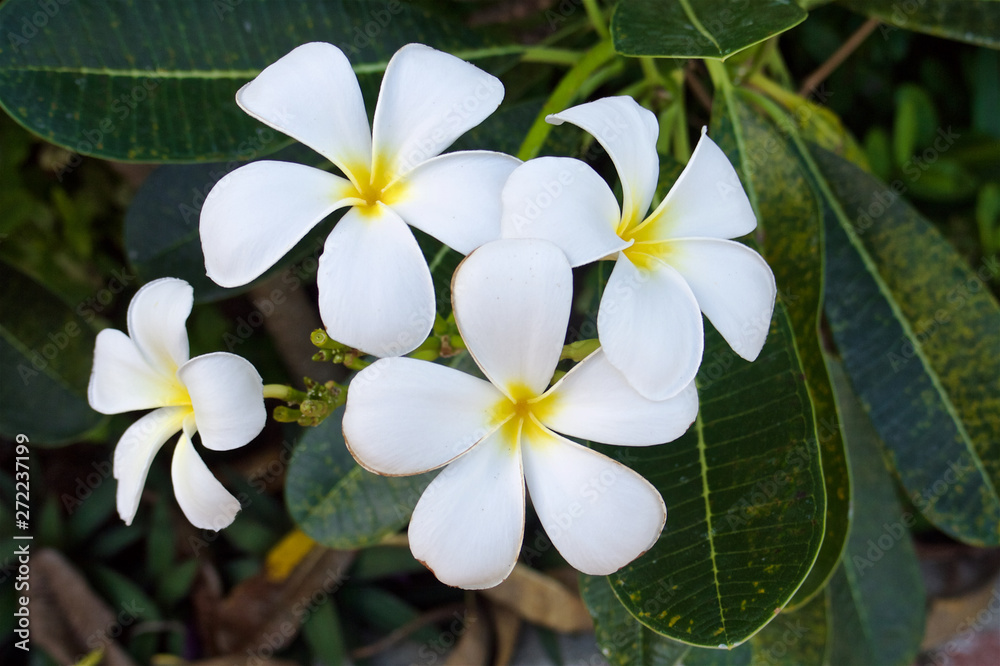 close up tropical white and yellow plumeria flowers close up tropical white and yellow plumeria flowers