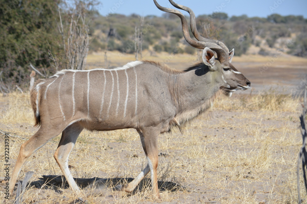 Fototapeta premium BOTSUANA (safari fotografico)