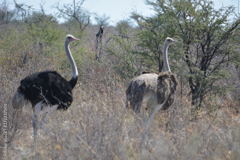 Fototapeta premium BOTSUANA (safari fotografico)