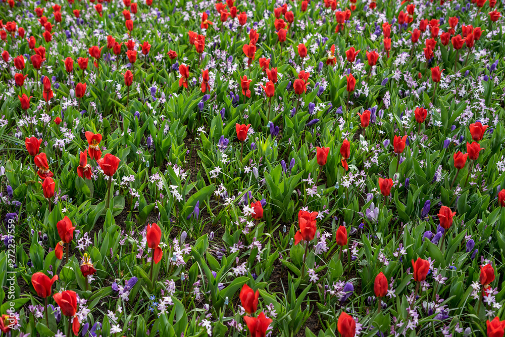 Flower garden, Netherlands , a close up of a flower garden