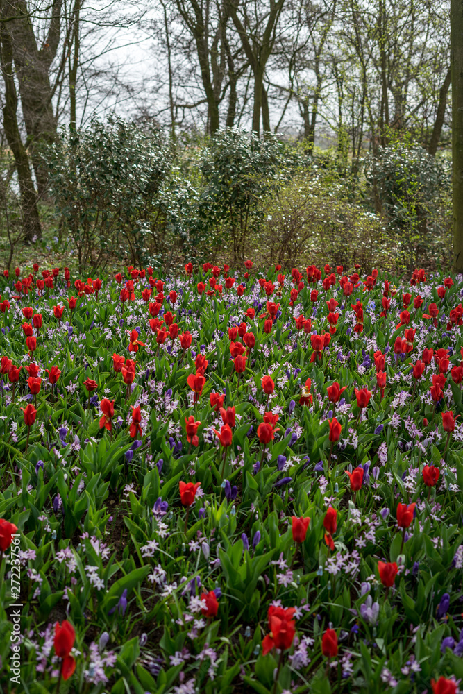 Flower garden, Netherlands , a red flower in a garden