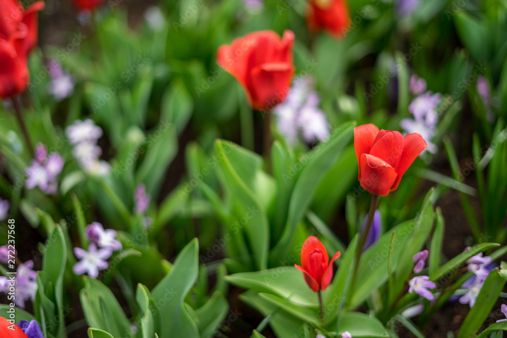 Flower garden, Netherlands , a close up of a red flower