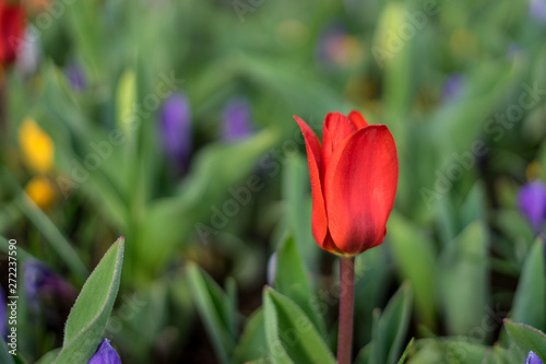 Flower garden, Netherlands , a close up of a flower