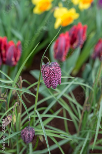 Flower garden, Netherlands , a pink flower on a plant