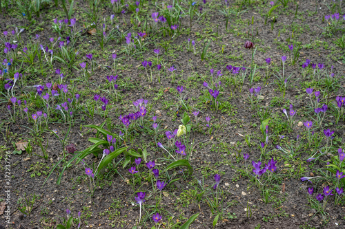 Flower garden, Netherlands , a purple flower in a field photo