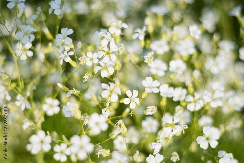 Small white flowers in a field