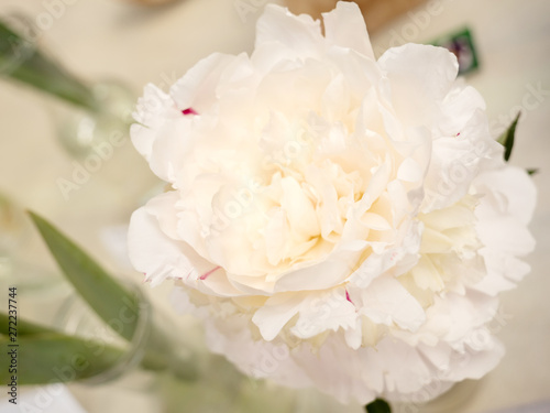 Beautiful peonies with gorgeous white flowers