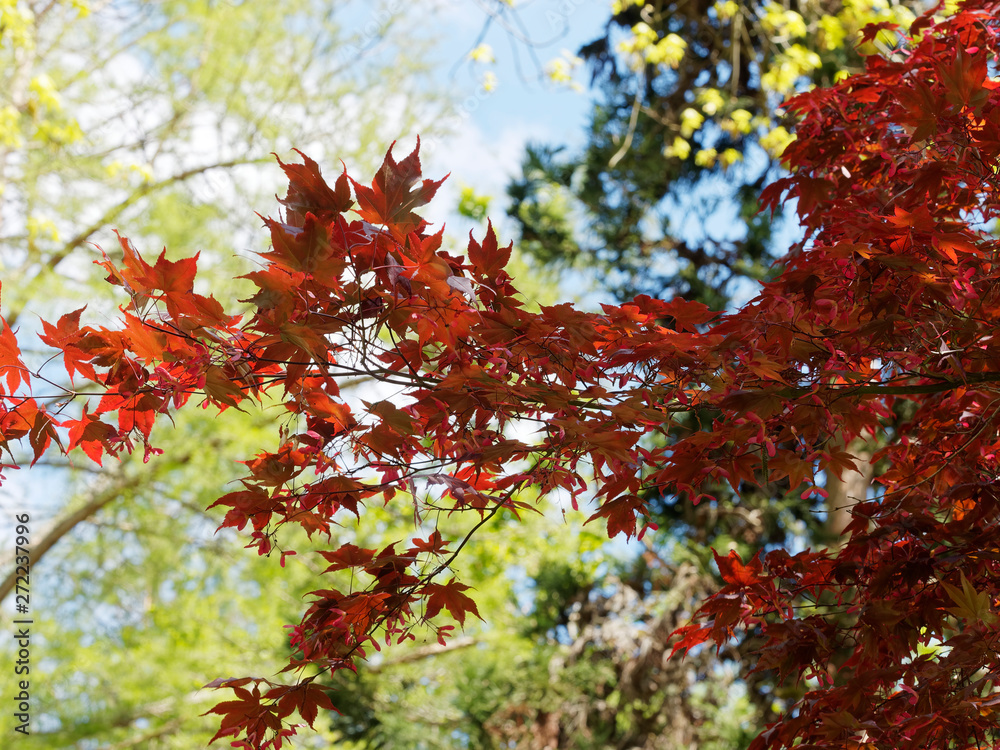 Bloodgood Japanese Maple tree with attractive foliage burgundy red coloring (Acer palmatum atropurpureum 'Bloodgood') Bloodgood Japanese Maple tree with attractive foliage burgundy red coloring (Acer palmatum atropurpureum 'Bloodgood')
