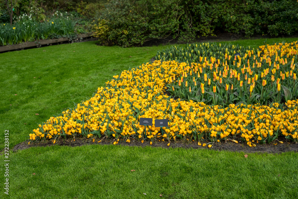 Obraz premium Flower garden, Netherlands , a yellow flower in a field