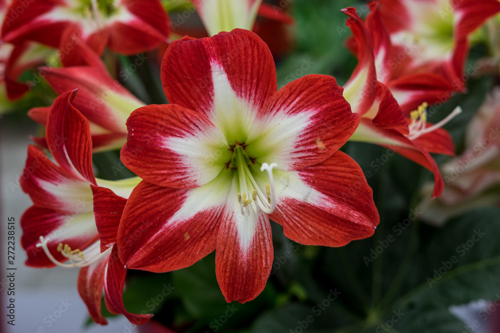Flower garden, Netherlands , a close up of a flower Flower garden, Netherlands , a close up of a flower