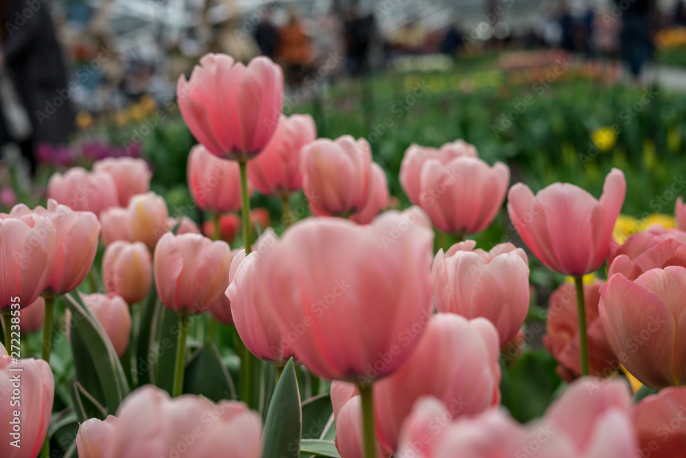 Flower garden, Netherlands , a person holding a bunch of pink flowers Flower garden, Netherlands , a person holding a bunch of pink flowers