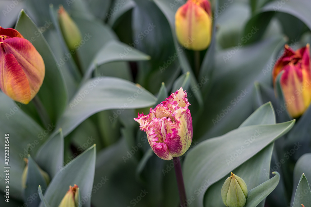 Flower garden, Netherlands , a close up of a flower Flower garden, Netherlands , a close up of a flower