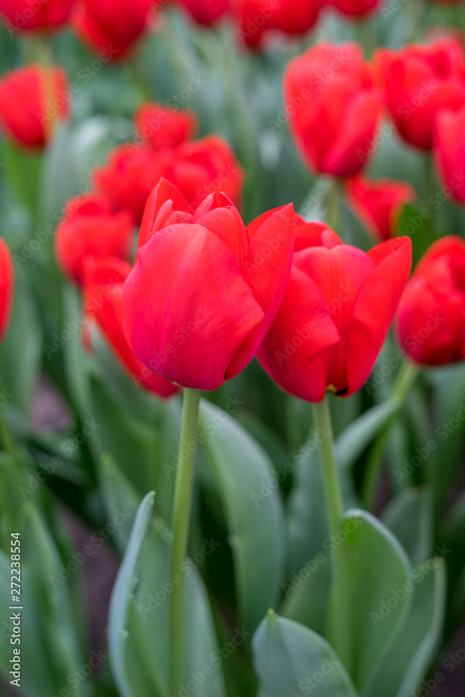 Flower garden, Netherlands , a close up of a flower Flower garden, Netherlands , a close up of a flower